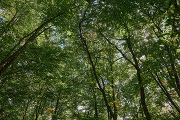 Sunny Day Canopy View in Wooded Area Natural Beauty and Relaxation amidst Lush Greenery and Sunlight