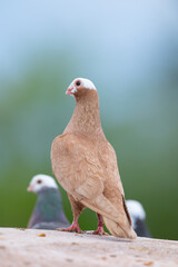 Close up of beautiful white head brown pigeon on a green blurred background.