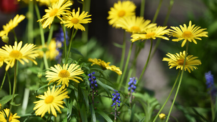 beautiful delicate yellow chamomile flowers, on a green background. large flower of field daisy. yellow flowers on the flowerbed. floral background. yellow chamomile in spring or summer, in the sun.