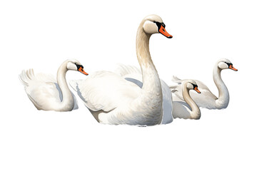 Fototapeta premium A family of graceful swans glides through the water, their feathers gleaming in the sunlight.