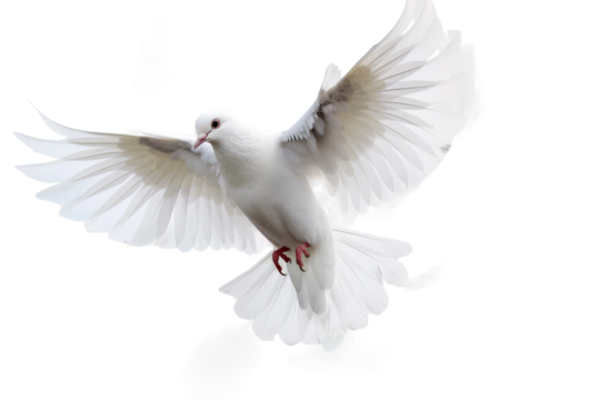 Pigeon in Mid Flight Isolated on Transparent Background