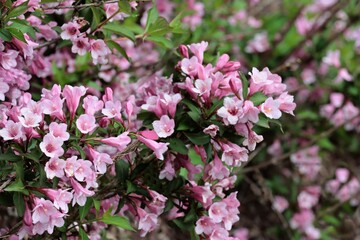 Weigela shrub and pink flowers in the garden