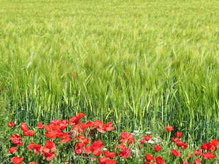 beautiful green cereal field natural healthy food fiber