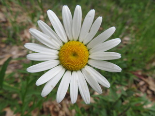 Fototapeta premium beautiful natural flowers colors pollen fragile aromas