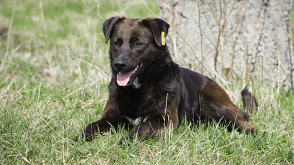 big black dog. dog on the grass. adult purebred dog in spring or summer, lying on the grass, on the lawn or green park on the grass in sunshine. looks at me. home or homeless animal