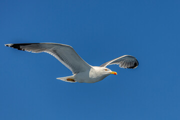 seagull in flight