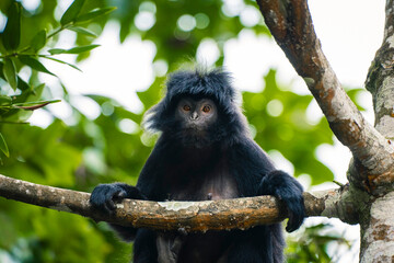 East Java Langur monkey in the wild