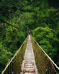 suspension bridge in the jungle