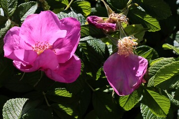 purple and pink flowers of rosa canina shrub close up