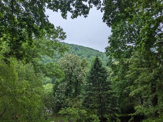 Trees in the woods on a rainy day, Poconos Mountains, Pennsylvania - May 2024