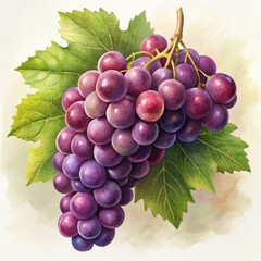 Fototapeta premium Watercolor grape bunch, purple grapes, green leaves