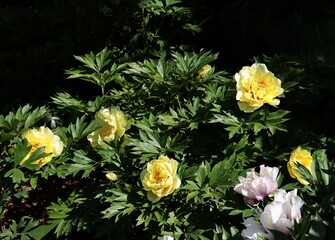 pretty colorful flowers of peony in the garden close up