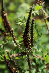 blossoming  Amorpha Frutinosa bush -Leguminoseae Family at spring