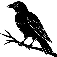 Crow sitting on a branch vector silhouette illustration.