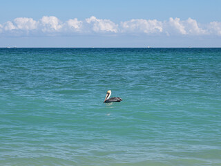 A brown pelican floats serenely on the Atlantic Ocean at Dania Beach, South Florida