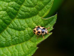 14-spotted ladybird beetle