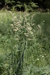 blooming grass plant Dactylis glomerata-orchard grass-cocks-foot in meadow