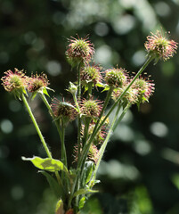wild plant  Geum urbanum-wood avens close up