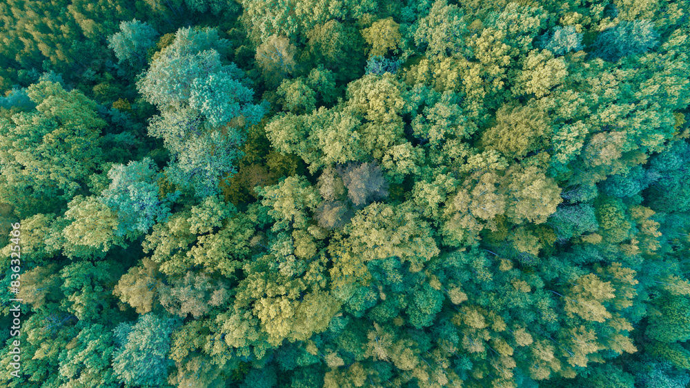 Poster summer green forest top view as texture background