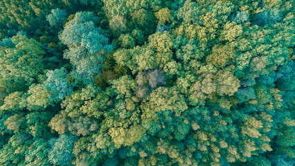 Summer green forest top view as texture background