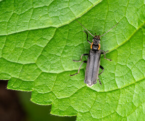 Soldier beetle closeup