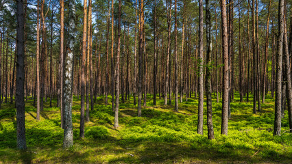 Fototapeta premium A beautiful landscape of a green forest with coniferous trees. Rays of sun pass through the pines. Grass spawns and plays with colors in sun
