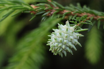 Adelges laricis (larch wooly aphid) galls on spruce tree