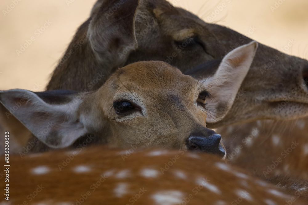 Wall mural Close up head female deer in garden