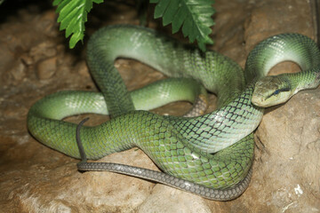 Close up head red tailed rat snake in garden