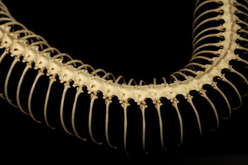 Close up  snake bone on black background