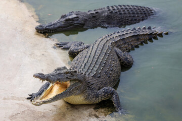 Naklejka premium Close up salt crocodile is show head in river