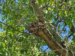 bird nest on a Tree
