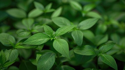 Green leafy plants in the natural summer environment