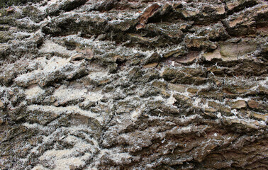 Closeup View Of Aged Bark With Sawdust On It. Wood Harvesting Results Stock Photo 
