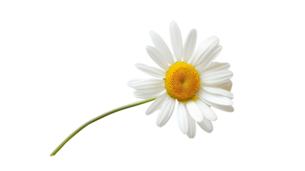 Daisy with petal