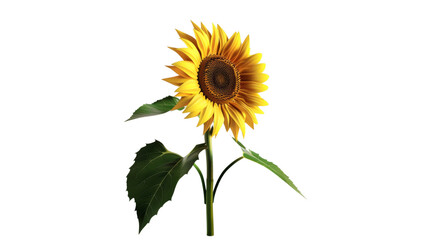 Obraz premium Sunflower