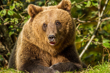 Obraz premium Wild bear in Romania