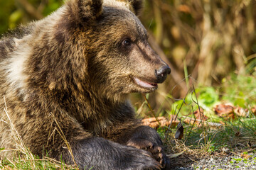 Young bear