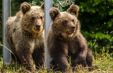 Young bears on the Transfagarasan in Romania