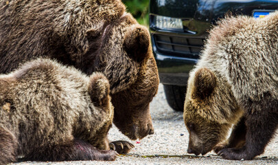 Bear cubs on the Transfagarasan in Romania