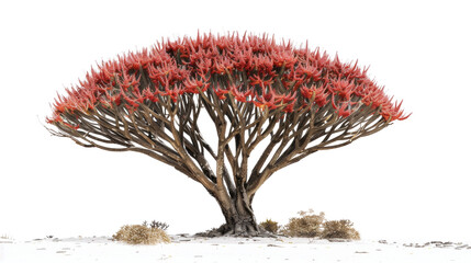 Dragon's blood tree
