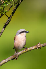 Male red backed shrike perched on a branch.
