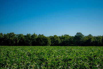 Lush green landscape with a clear blue sky