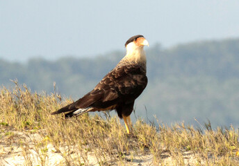 A imponência e elegância de um carcará 
