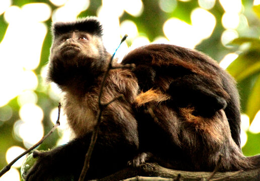 Macaco prego com filhote nas costas na floresta da G&aacute;vea - RJ