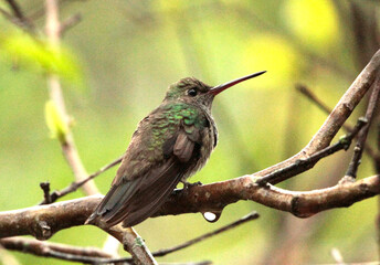 Beija flor pequenino 