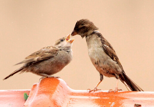 M&atilde;e pardal alimentando o filhote 