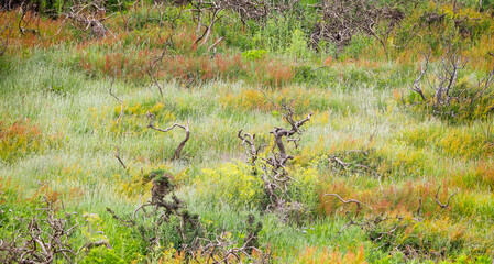 Wild cowslips, gnarled tree roots and colourful grasses on hiilside meadow in Dorset, UK,