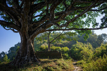 Ancient tree with sprawling branches providing shade over a serene forest path in Bandipur, Nepal.