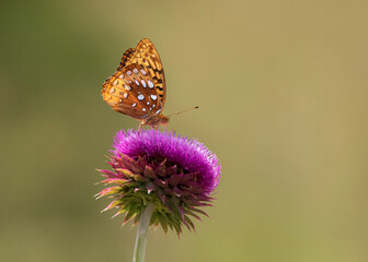butterfly on thistle
